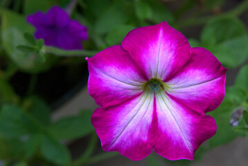 Petunia leaves and flowers in summer.