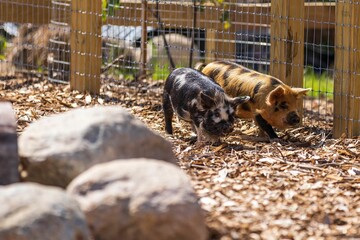 Closeup shot of two cute and spotted piglets walking in a farmland behind a metal fence © Timothy Bundy/Wirestock Creators