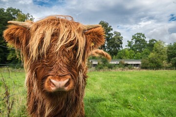 Closeup portrait of a highland cattle in a field