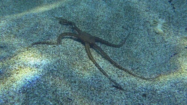 Aquatic life: Brittle star crawls along the sandy bottom in shallow water, close-up. Mediterranean.