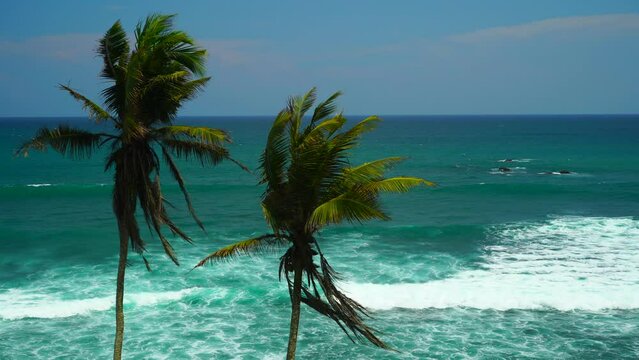 Palm leaves in the wind against the background of the blue sea with waves