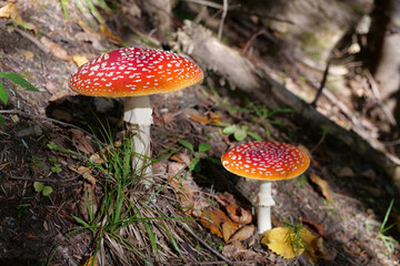 Big red fly agaric grows in autumn wood. Picturesque place in wood heart