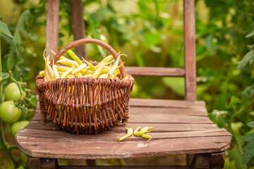 Fototapeta na wymiar Healthy and raw yellow beans freshly picked in garden.