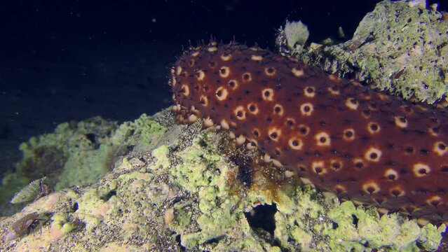 The middle part of the Variable Sea Cucumber (Holothuria sanctori) slowly creeps along the stone past the camera.