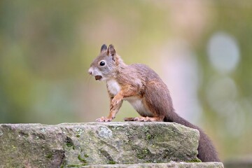 Closeup shot of a cute and fluffy squirrel