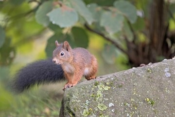 Naklejka na ściany i meble Closeup shot of a cute and fluffy squirrel
