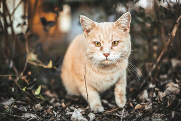 Portrait of a domestic outdoor cat.