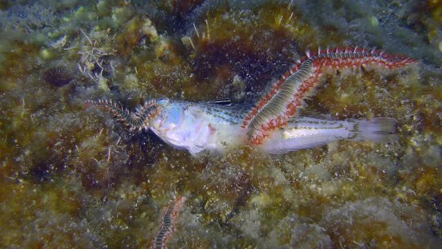 Marine life: Several poisonous Bearded fireworms (Hermodice carunculata) are attracted by the smell of dead fish.