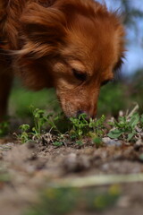 dog in the grass