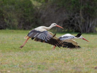 Cigüeñas volando