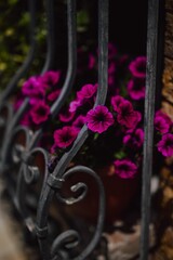 Fototapeta na wymiar Vertical shot of purple petunia flowers as decorations behind a black metal fence