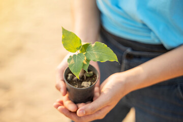 Environment Earth Day In the hands of trees growing seedlings. Female hand holding tree on the beach Forest conservation concept