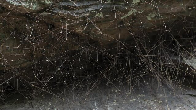 Closeup Of Many Spiders With Long Legs On A Wood.