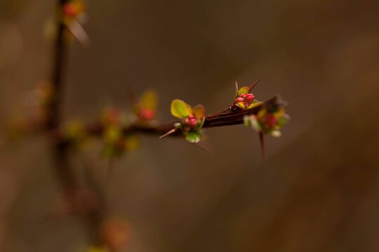Closeup shot of a blooming tree branch on the dark blurred background