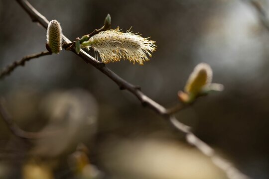 Closeup shot of the delicate willow flowers (Salix) on the blurred sunny background
