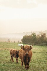 Closeup of brown Highland cattle in green pasture in valley in Upper Bavaria.