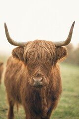 Closeup of brown Highland cattle in green pasture in valley in Upper Bavaria.