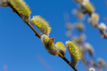 Fluffy soft willow buds