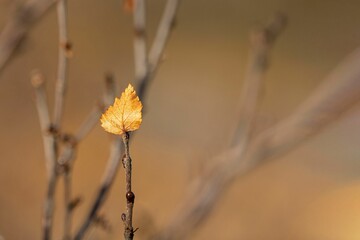 Selective focus of a single yellow leaf on a bare branch of a tree