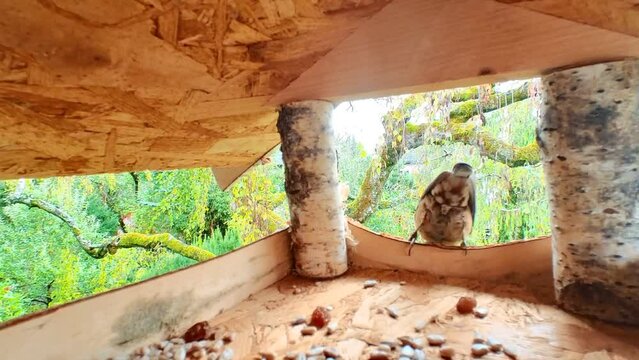 Closeup view of a Eurasian nuthatch eating corn in the birdhouse