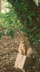 jungle cat