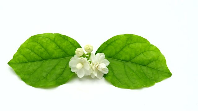 Rotating Jasmine sambac on white background. 4K