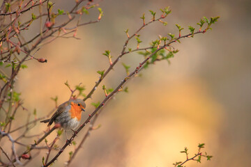 Erithacus rubecula - European robin - Petirrojo europeo
