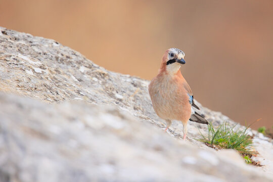 Garrulus glandarius - Eurasian jay - Arrendajo euroasi&aacute;tico
