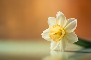 Yellow Daffodil on Pastel Background with Copy Space for Text. 