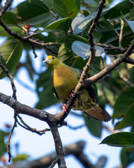 Wedge-tailed green pigeon or Treron sphenurus seen in Rongtong in West Bengal
