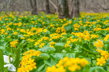 山里に春が来た