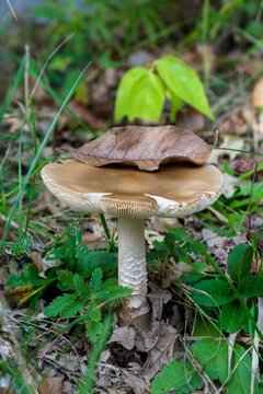 Vertical closeup shot of Amanita fulva mushroom found growing in the wild