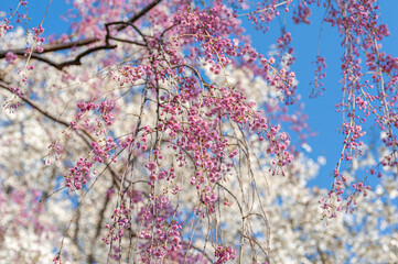 桜の咲く頃 - obrazy, fototapety, plakaty