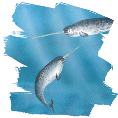 Hand drawn watercolor narwhals © Elena Valeto