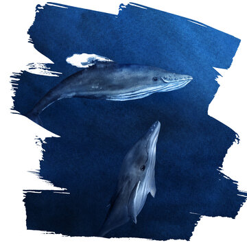 Hand drawn watercolor humpback whales