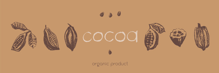 Vintage Cocoa bean emblem. Hand drawn sketch vector Cacao beans icon. Old fashioned illustrations of Cocoa beans isolated. Bean to Bar cacao. Organic product doodle. Label chocolate. Retro style badge