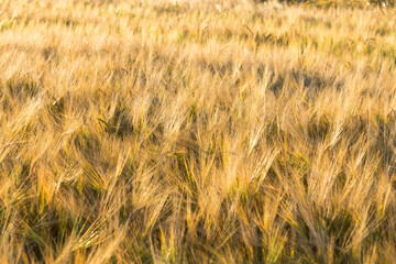 Wheat field
