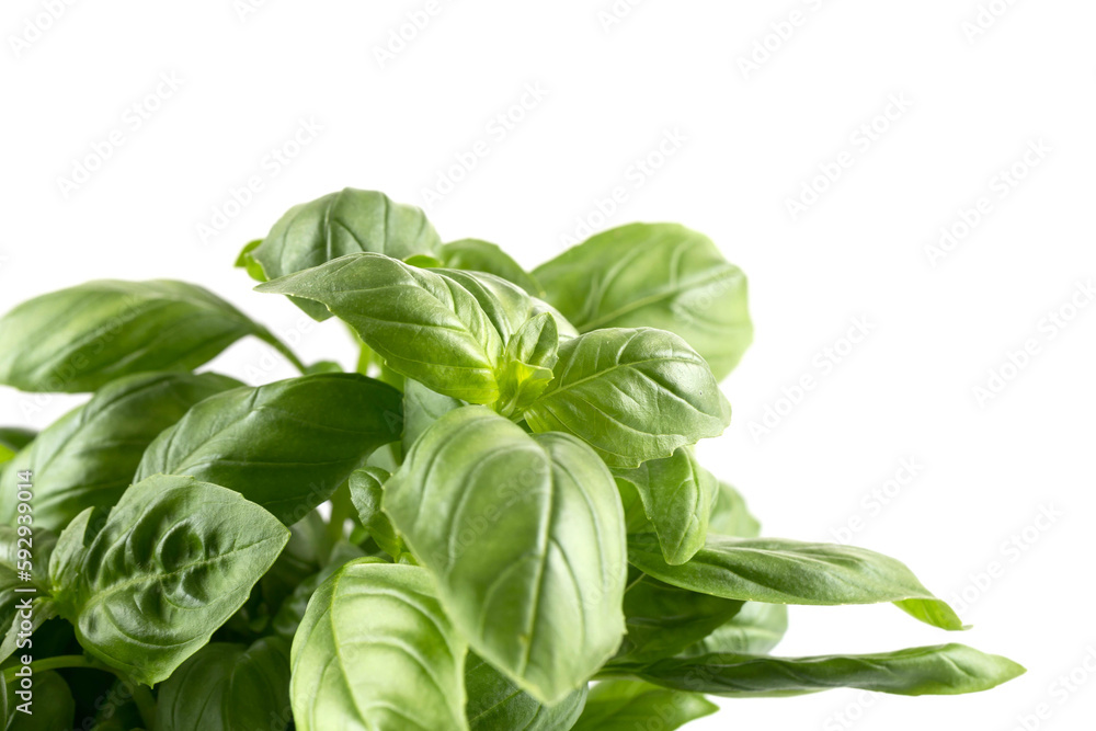 Wall mural fresh green leaf basil