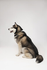 A black Siberian Husky boy is sitting on a white background © Yaroslav