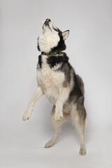 Black Siberian Husky boy catches a treat on a white background
