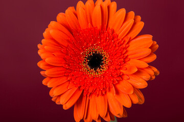 Red Gerbera flower