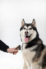 Black Siberian Husky boy being brushed with a brush on a white background. Grooming