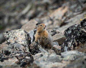 Naklejka na ściany i meble Closeup of an Arctic ground squirrel perched on the stones against the blurred background