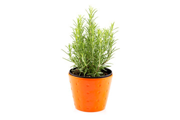 rosemary inside a black pot