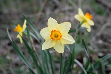 Shallow focus of a wild daffodil against the blurred background