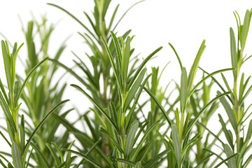 Naklejka premium Branches of rosemary on a white background