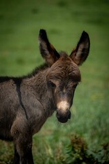 Closeup of a North American baby donkey against the green background