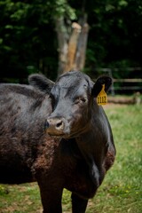 Fototapeta premium Closeup of a beautiful black Aberdeen Angus on a farm