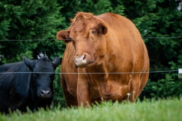 Closeup of two Aberdeen Angus on a farm