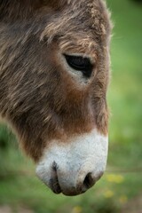 Fototapeta premium Closeup of an Aniatina Donkey against the green background